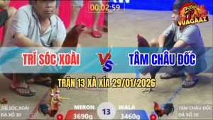 Trận 13 Xà Xía 29/1/2026 - Điều Anh Trí Sóc Xoài Đâm Cựa Như Cái Máy