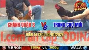 Trận 14 CPC5 10/1/2026 - Gà Que Anh Nu Đâm Gà Khét Thở OXY Không Kịp