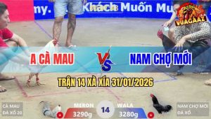 Trận 14 Xà Xía 31/1/2026 - Bướm Chạm Nhẹ 1 Chân, Đoạt Mạng Gà Ô