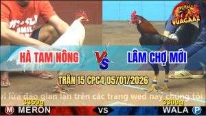 Trận 15 CPC4 5/1/2026 - Bướm Anh Hòa Ói Vẫn Còn Chân Phản Quá Khéo