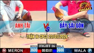 Trận 16 CPC3 23/1/2026 - Điều Cọp Anh Bảy Đá Lớp 1 Vàng Chạy Kêu Miệng