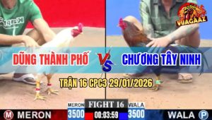 Trận 16 CPC3 29/1/2026 - Que Cọp Anh Chương Đá Chân Nào Cũng Đâm