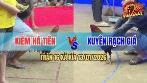 Trận 16 Xà Xía 13/1/2026 - Điều Anh Kiểm Đâm Gà Cú Ói Ngay Vòng Gửi Xe