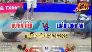Trận 16 Xà Xía 21/1/2026 - Anh Kiểm Cà Mau Sửa Gà Cứu Thua Đẳng Cấp