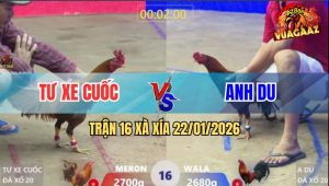 Trận 16 Xà Xía 22/1/2026 - Điều Bông Anh Du Đá Khét Té Như Say Rượu