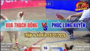 Trận 16 Xà Xía 24/1/2026 - Anh Kiểm Nài Gà Quá Nghệ, Bướm Bỏ Ô Thua