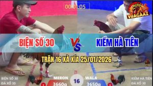 Trận 16 Xà Xía 25/1/2026 - Điều Chân Xanh Đá Chân Trắng Bay Bồ Kêu Cứu