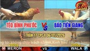 Trận 17 CPC4 6/1/2026 - Úa Anh Bảo Đá 1 Hơi Đem Vàng Bông Đi Đóng Hòm