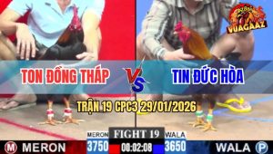Trận 19 CPC3 29/1/2026 - Gà Vàng Đá 1 Chân, Que Chết Liền Quá Đẳng Cấp
