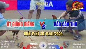 Trận 19 Xà Xía 16/1/2026 - Gà Xám Anh Út Gồng Tải Cựa Quá Tốt