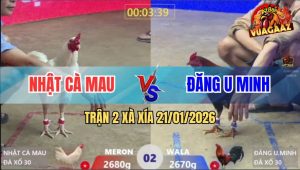 Trận 2 Xà Xía 21/1/2026 - Úa Đâm Ngay Bang Tai Que Đập Cánh Giãy Chết