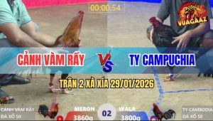 Trận 2 Xà Xía 29/1/2026 - Gà Anh Cảnh Đá Bến Thế Hạ Cánh CPC Nhẹ Nhàng