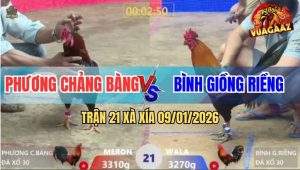Trận 21 Xà Xía 9/1/2026 - Gà Que Anh Bình Ngậm Một Họng Máu Phản 5 Lai