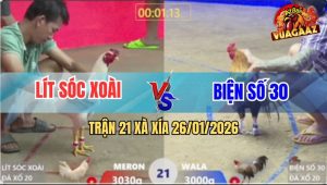 Trận 21 Xà Xía 26/1/2026 - Gà Úa Đâm Quá Ác, Anh Kiểm Gỡ Cựa Không Kịp