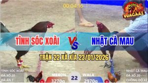 Trận 22 Xà Xía 23/1/2026 - Gà Vàng Chồng Độ Bị Điều Đá Một Chân Gãy Cổ