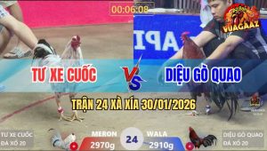 Trận 24 Xà Xía 30/1/2026 - Điều Đá Mấy Chân Bướm Ngất Ngư Bưng Chạy