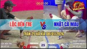 Trận 25 Xà Xía 8/1/2026 - Bướm Anh Nhật Chồng Độ Đá Gà Xám Bay Bồ