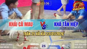 Trận 25 Xà Xía 23/1/2026 - Gà Bướm Anh Khá Tân Hiệp Tải Cựa Quá Tốt