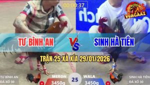 Trận 25 Xà Xía 29/1/2026 - Điều Lá Má Mông Dâu, Đá Đâu Có Tiền Đó