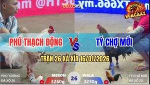 Trận 26 Xà Xía 16/1/2026 - Gà Que Anh Tý Đâm Bướm Mình Mẩy Như Cái Rổ