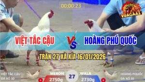 Trận 27 Xà Xía 16/1/2026 - Gà Úa Anh Hoàng Đá Úa Anh Việt Nằm Bại Liệt
