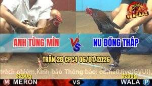 Trận 28 CPC4 6/1/2026 - Gà Que Hủy Diệt Khét Cọp Tùng Mìn Chỉ 1 Cú Nạp