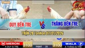 Trận 28 TonHon 7/1/2026 - Bướm Anh Thăng Đá Bướm Anh Duy Chạy La Miệng