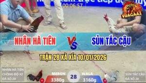 Trận 28 Xà Xía 10/1/2026 - Gà Điều Chồng Độ Đá Bướm Gỡ Cựa Không Kịp