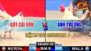 Trận 29 CPC3 23/1/2026 - Bướm Anh Bảy Sài Gòn Đâm Cựa Như Chỉa