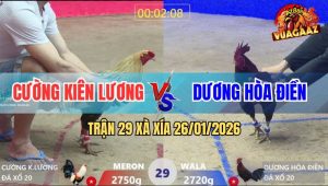 Trận 29 Xà Xía 26/1/2026 - Điều Phá Đôi Đâm Chuối Chín Rụng Cây