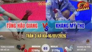 Trận 3 Xà Xía 16/1/2026 - Con Chết Con Liệt Tứ Chi, Bất Phân Thắng Bại