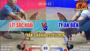 Trận 3 Xà Xía 23/1/2026 - Xám Anh Tý Đá Gãy Cuống Họng Gà Điều Anh Lít