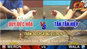 Trận 30 CPC4 6/1/2026 - Bướm Anh Duy Đá Úa Té Như Đang Say Rượu