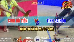 Trận 30 Xà Xía 26/1/2026 - Anh Báo Xài Chiêu Móc Lốp Vẫn Không Cứu Nổi