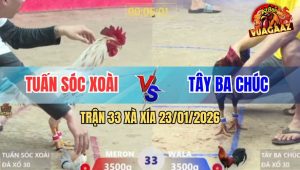 Trận 33 Xà Xía 23/1/2026 - Gà Xanh Đâm Bướm Không Bỏ Sót Chân Nào