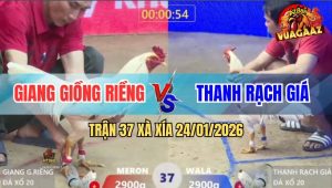 Trận 37 Xà Xía 24/1/2026 - Xanh Gồng Quá Ác, Nhấp Nhẹ Một Cây Đỏ Chạy