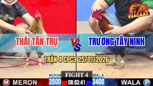 Trận 4 CPC3 25/1/2026 - Cú Kêu Điều Trả Lời, 1 Tay Nước Cú Nằm 1 Đống