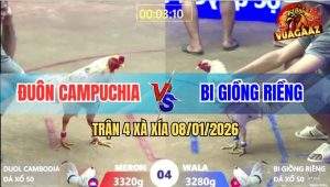 Trận 4 Xà Xía 8/1/2026 - Bướm Hiệu Anh Đuôn Buông Đuôi Là Có Tiền