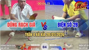 Trận 4 Xà Xía 28/1/2026 - Gà Điều Đá Úa Hiệu Anh Kiểm Ói Đen Đầu