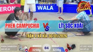 Trận 4 Xà Xía 30/1/2026 - Điều Anh Lít Hạ Knock Out Bướm Lá Campuchia