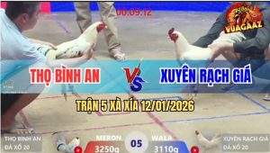 Trận 5 Xà Xía 12/1/2025 - Gà Úa Cù Lũ Đâm Bướm Bại Liệt Nằm Bẹp Dí