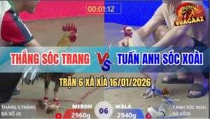 Trận 6 Xà Xía 16/1/2026 - Bướm Đá Đúng Chân Lấy Mạng Gà Cú Anh Thắng