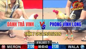 Trận 7 CPC3 29/1/2026 - Gà Cú Anh Bé Nuốt Ói Phản Ăn 2, Biện Ra Đảo