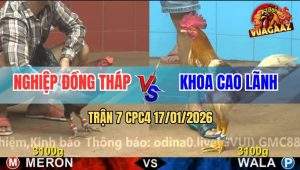 Trận 7 CPC4 17/1/2026 - Gà Que Xấu Mà Đâm Camelo Không Sót Chân Nào