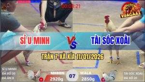 Trận 7 Xà Xía 11/1/2026 - Bướm Bay Qua Ẩu Bị Camelo Vụt Gãy Xương Sống