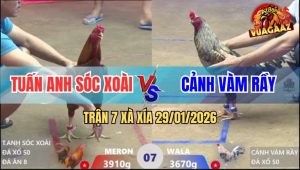 Trận 7 Xà Xía 29/1/2026 - Xám Chuối Anh Cảnh Đâm Gà Khét Ra Si Rô