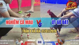 Trận 8 Xà Xía 31/1/2026 - Bướm Anh Nghiêm Nuốt Ói Phản Ăn 2 Đẳng Cấp