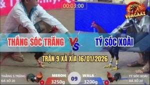 Trận 9 Xà Xía 16/1/2026 - Xanh Đá Cây Cần, Bồi Thêm Cây Lưng Tính Tiền