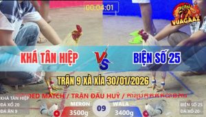 Trận 9 Xà Xía 30/1/2026 - Gà Bướm Anh Khá Tân Hiệp Tải Cựa Quá Ác
