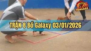 Trận 8 Galaxy 03/01/2026